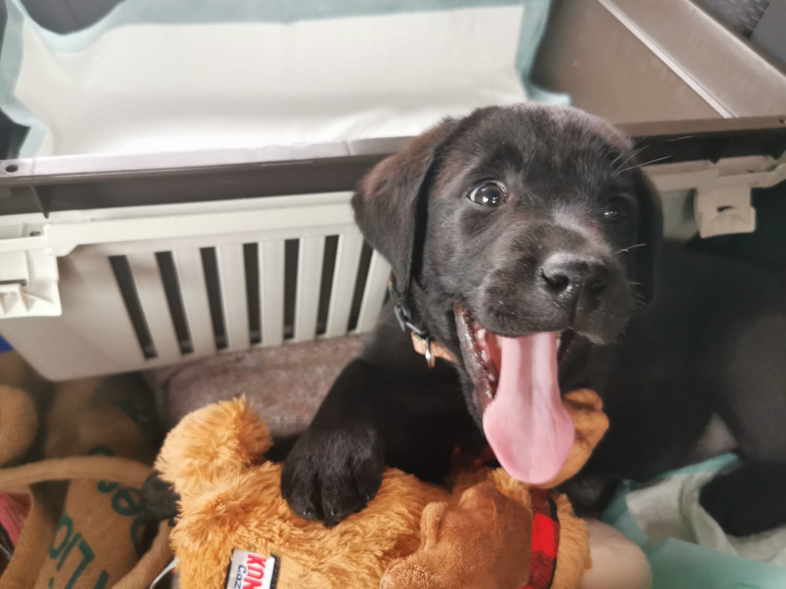 Echo on her first day, in the car on the way home